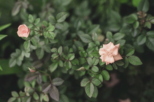 写真 道の上の小さな花