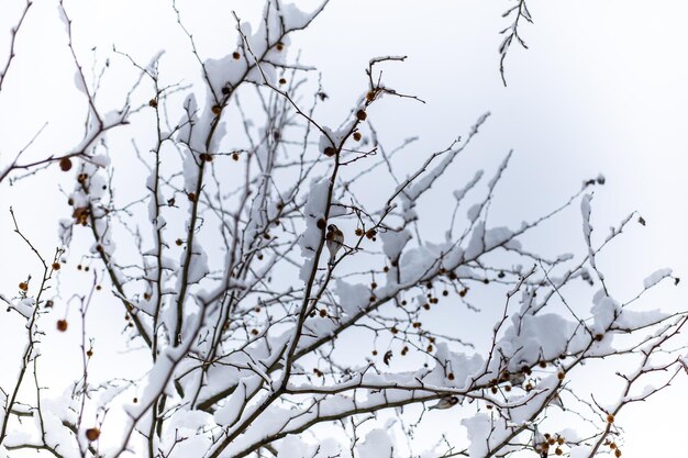 A small fluffy bird sits on a snowcovered branch in the forest in winter