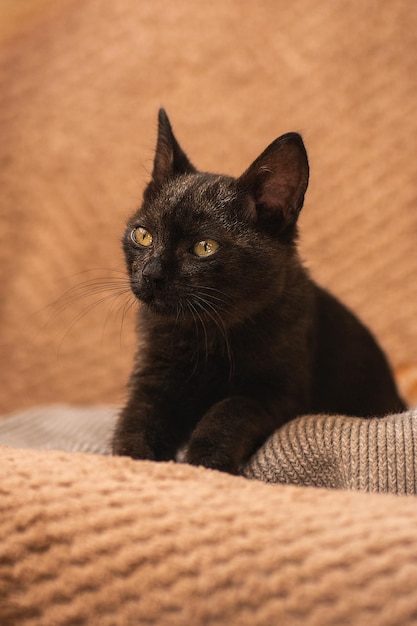 Small fluffy black kitten Cute black kitten resting on cushion