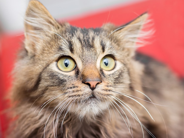 Foto un piccolo gatto birichino alza lo sguardo. ritratto di un gatto su uno sfondo rosso