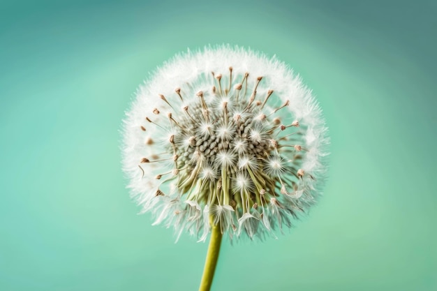 Small fluffy dandelion seeds on light green background generative ai