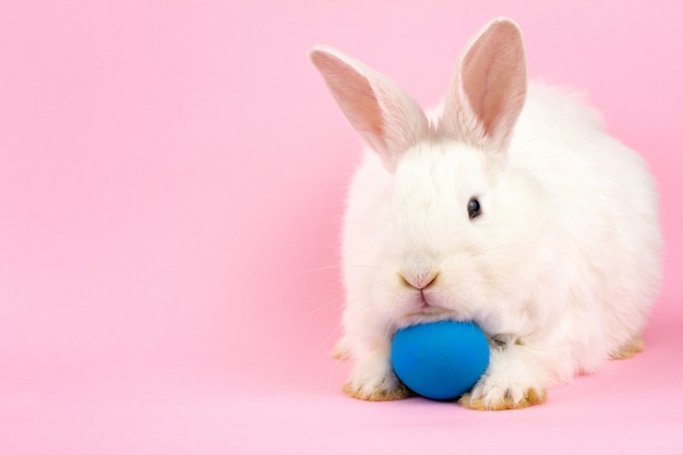 A small fluffy Easter white rabbit with a blue egg on a pastel pink wall. 