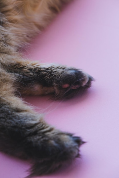 Photo small fluffy hind legs of a cat