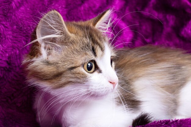 A small fluffy kitten against a purple background