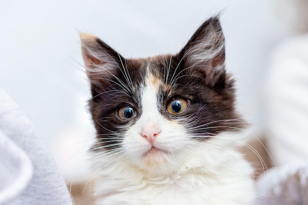 Small fluffy kitten on a light background