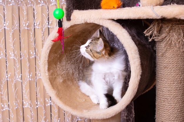 A small fluffy kitten plays with toys