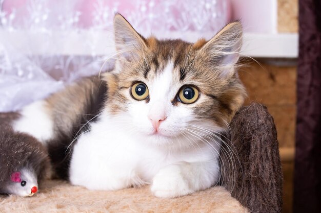 A small fluffy kitten plays with toys