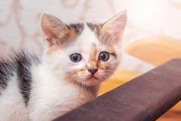 A small fluffy kitten in a room on a blurred background closeup