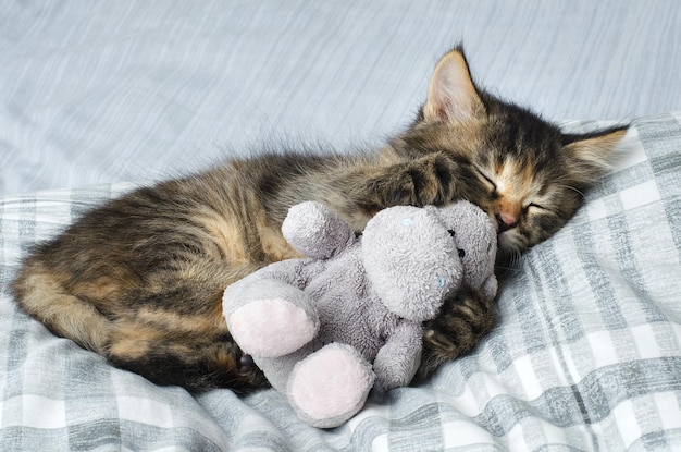 A small fluffy kitten sleeps with a toy on a light blanket a beautiful picture with a kitten