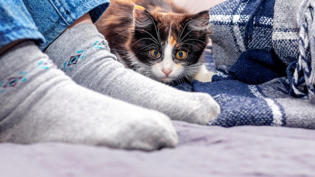 Small fluffy kitten with an attentive look at the feet of the girl