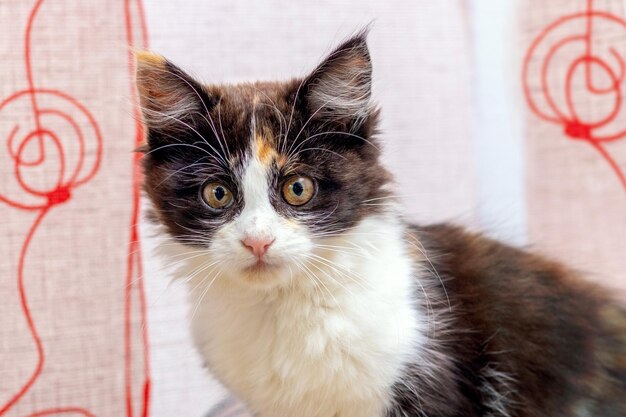 Small fluffy kitten with an attentive look in the room