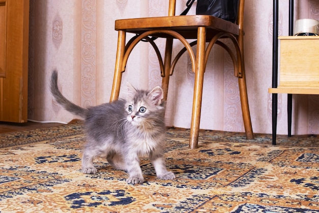 Small fluffy kitten with a curious look