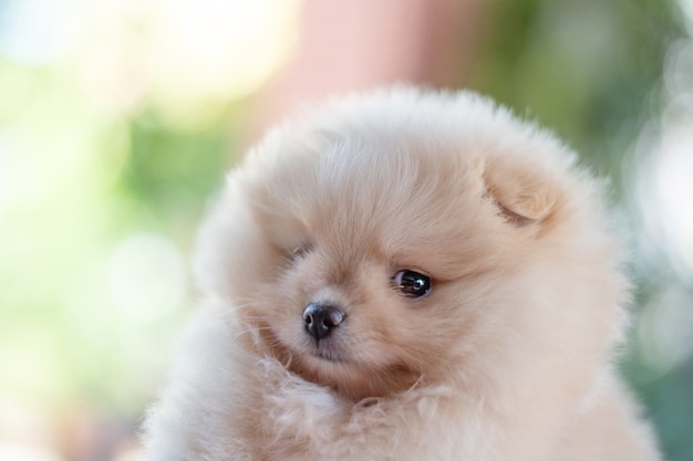 Small fluffy light brown Pomeranian puppy dog looking to camera with copy space on bokeh background