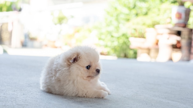 写真 ソフトフォーカスの背景のコンクリートの床に横たわっている小さなふわふわライトブラウンポメラニアン子犬犬