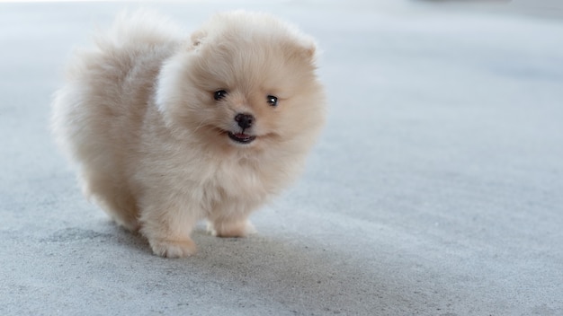 写真 コンクリートの床に笑みを浮かべて小さなふわふわの薄茶色のポメラニアン子犬