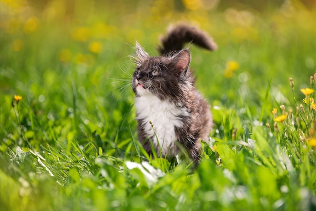 白い胸を持つ小さなふわふわの遊び心のある灰色のメインクーンの子猫は、緑の芝生の上を歩いています。