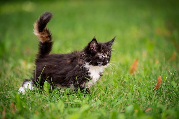 小さなふわふわの遊び心のある灰色のぶちメインクーンの子猫は、緑の芝生の上を歩きます。