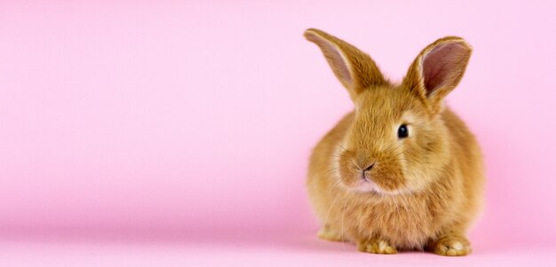 A small fluffy rabbit on a pink wall.  spring holiday .