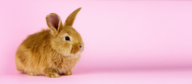 A small fluffy rabbit on a pink wall.  spring holiday .