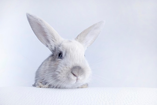 Small fluffy rabbit white