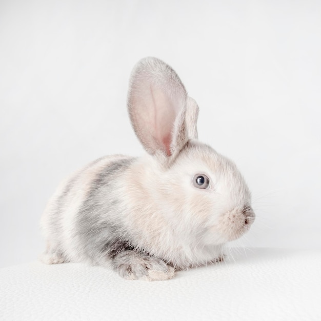 Маленький пушистый кролик белого цвета