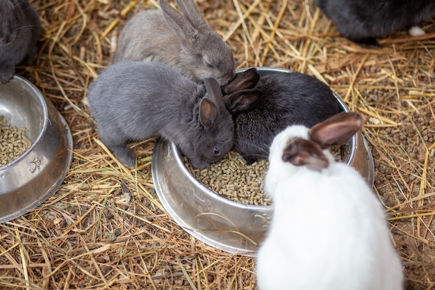 Small fluffy rabbits in the pen are eating food from a cup. There is a litter of hay in the pen. Rabbits are like a pet. Household management