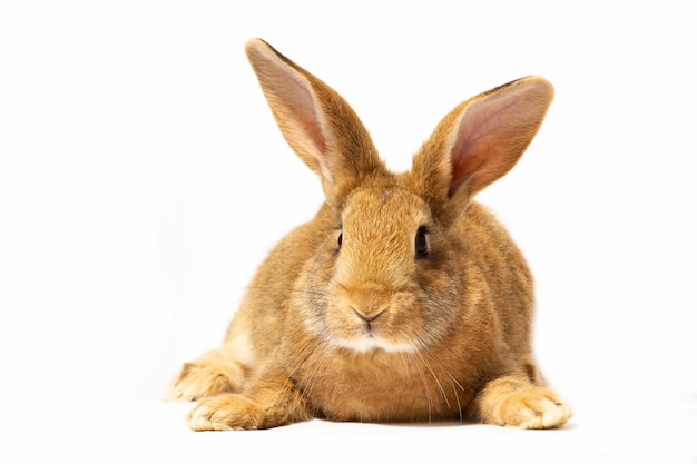 A small fluffy red rabbit on a white wall