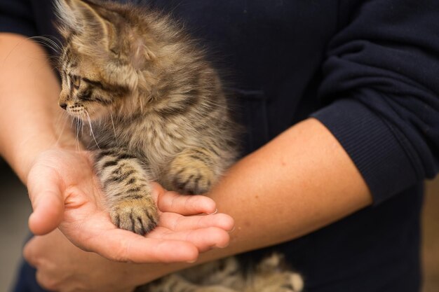 ふわふわしたタビー猫が新しい飼い主の腕に 抱きしめられている