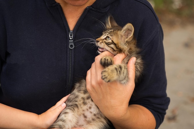 ふわふわしたタビー猫が新しい飼い主の腕に 抱きしめられている