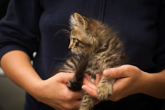 写真 ふわふわしたタビー猫が新しい飼い主の腕に 抱きしめられている