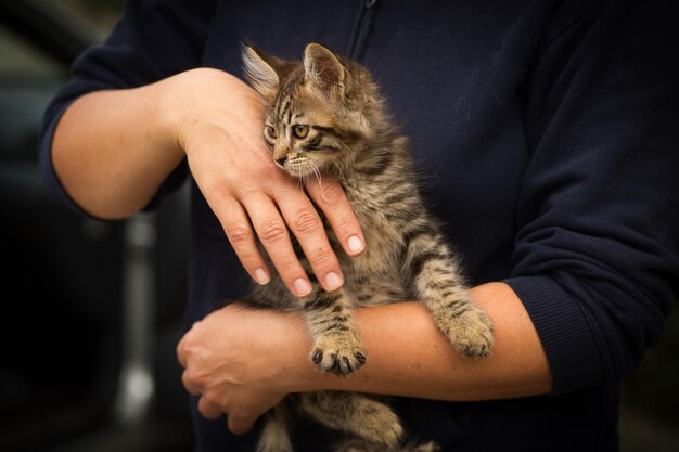 写真 ふわふわしたタビー猫が新しい飼い主の腕に 抱きしめられている