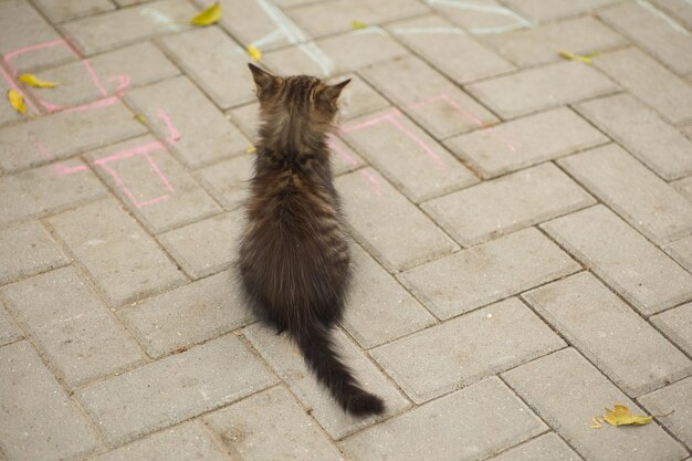 小さなふわふわのタビー猫がカメラにポーズをとって可愛い黄色い目で見えます