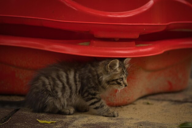 小さなふわふわのタビー猫がカメラにポーズをとって可愛い黄色い目で見えます