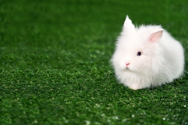 Маленький пушистый белый кролик сидит на зеленой циновке из искусственной травы. копировать пространство