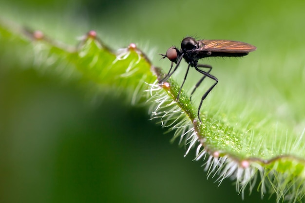 Piccola mosca sulla foglia verde e molto pelosa