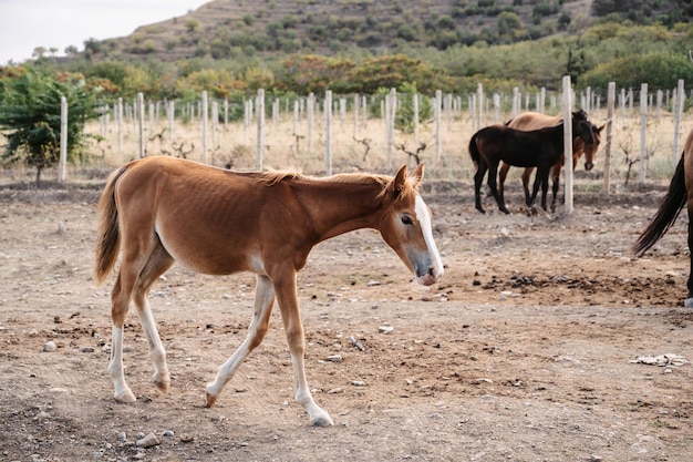 A small foal grazes on the plain among its older relatives