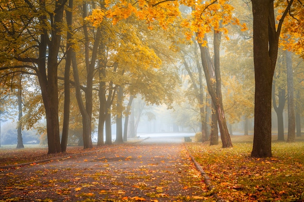 照片中央公园小雾是在秋天
