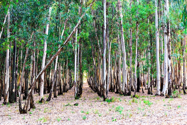 Small forest of eucalyptus trees in the Retama park of Alcala de Guadaira Seville Spain