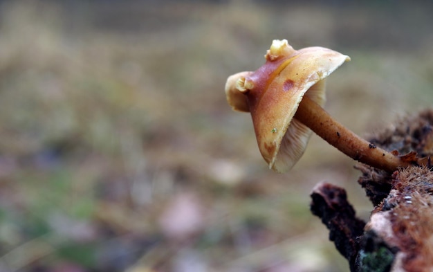 Photo small forest mushroom closeup