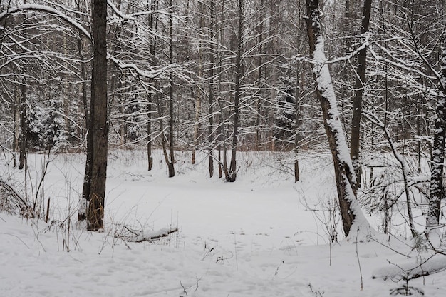 A small forest pond on a cloudy January morning Moscow region Russia