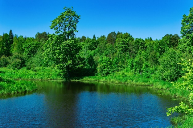 Small forest river between banks with fen meadows