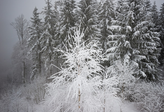 Small fragile tree covered with hoarfrost lonely grows from a snowdrift against the backdrop of giant centuries-old blurry snowy fir trees. Concept of a dying forest and bad ecology