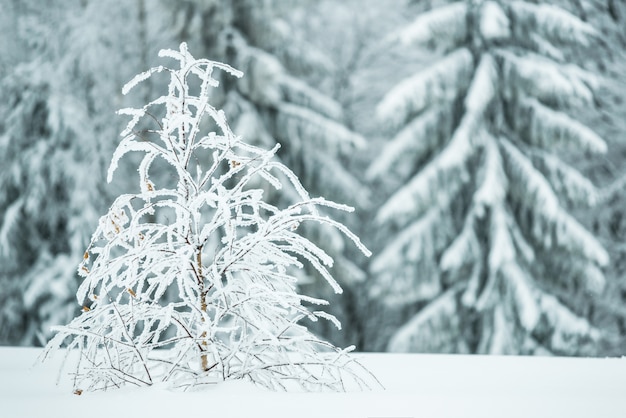 Small fragile tree covered with hoarfrost lonely grows from a snowdrift