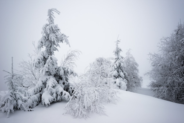 Small fragile tree covered with hoarfrost