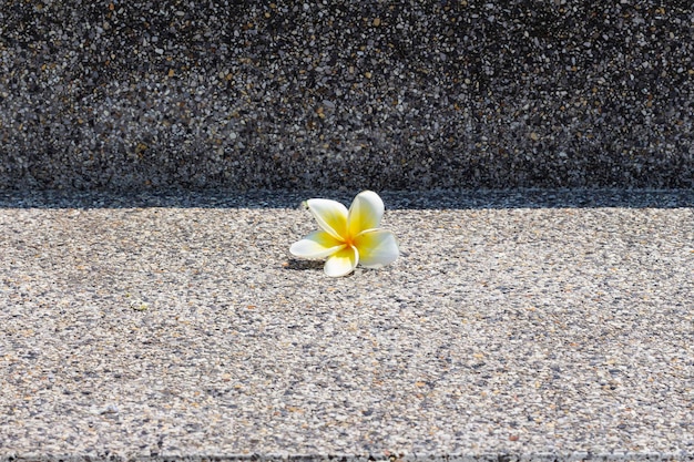 Photo small frangipani flower on concrete steps in street of thailand light and shadow decoration