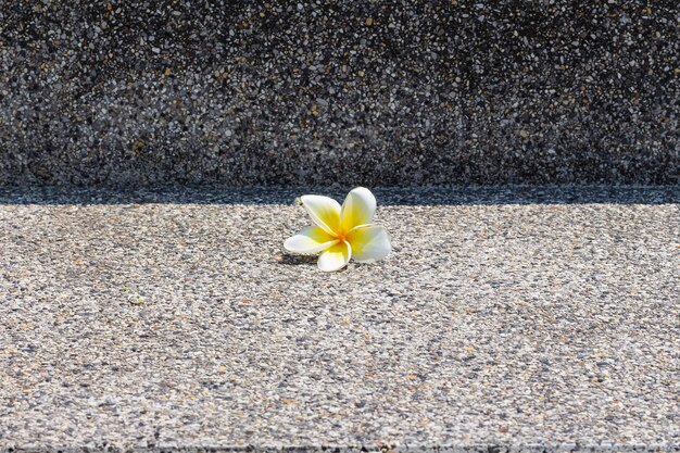 写真 タイの光と影の装飾の通りのコンクリートの階段に小さなプルメリアの花