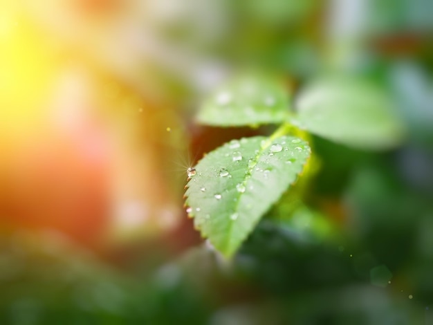 A small fresh drop of dew close-up on a green sheet of bush rose is a sunny glare horizontal image of a blurry background defocus macrophotography of nature summer gardening free space for text