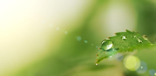 A small fresh drop of dew close-up on a green sheet of bush rose is a sunny glare horizontal image of a blurry background defocus macrophotography of nature summer gardening free space for text.