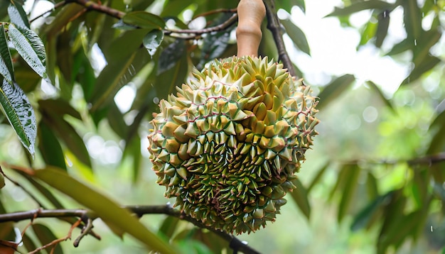 Small fresh durian on the tree export quality As the first durian fruit