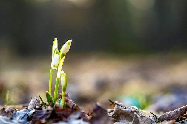 Small fresh snowdrops flowers growing among dry leaves